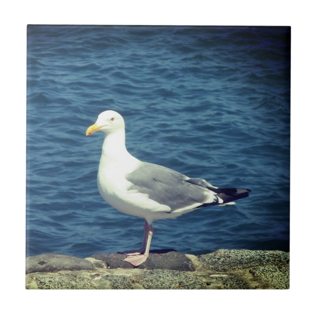 Seagull an der Bucht Fliese (Vorderseite)