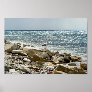 Seagull and sea poster