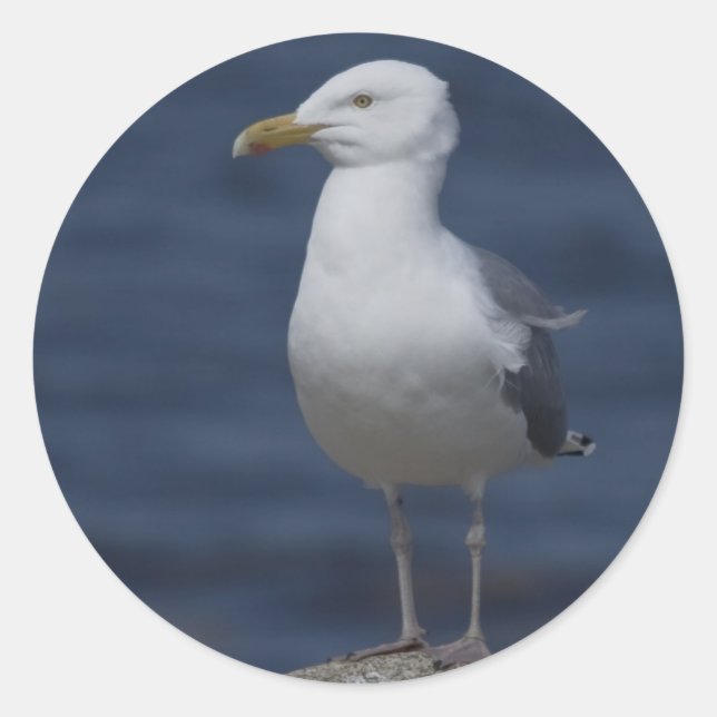 Seagull auf dem Felsen Runder Aufkleber (Vorderseite)