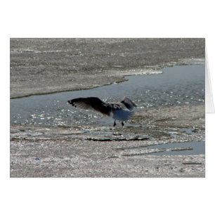 Seagull auf dem Fluss Ice