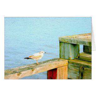 Seagull auf dem Railing