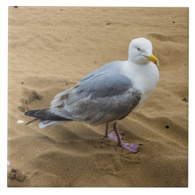 Seagull auf dem Strand Keramik Fliesen (Vorderseite)