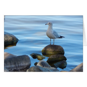 Seagull auf den Felsen