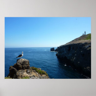 Seagull auf der Insel Anacapa auf den Kanalinseln Poster
