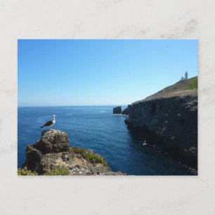 Seagull auf der Insel Anacapa auf den Kanalinseln Postkarte