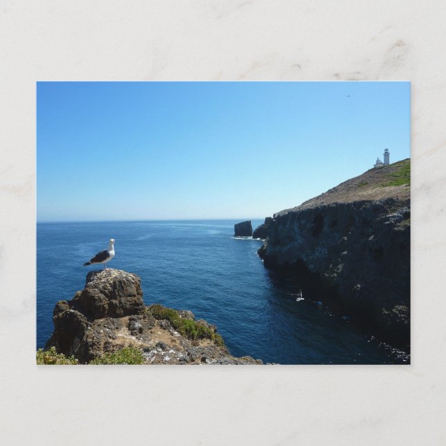 Seagull auf der Insel Anacapa auf den Kanalinseln Postkarte (Vorderseite)