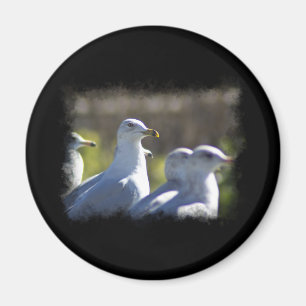 Seagull auf der Schiene Magnet