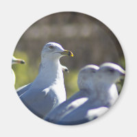 Seagull auf der Schiene