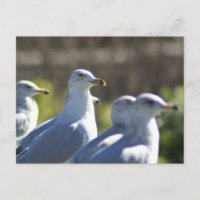 Seagull auf der Schiene
