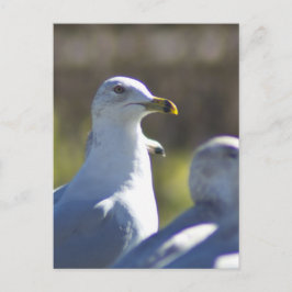 Seagull auf der Schiene Postkarte