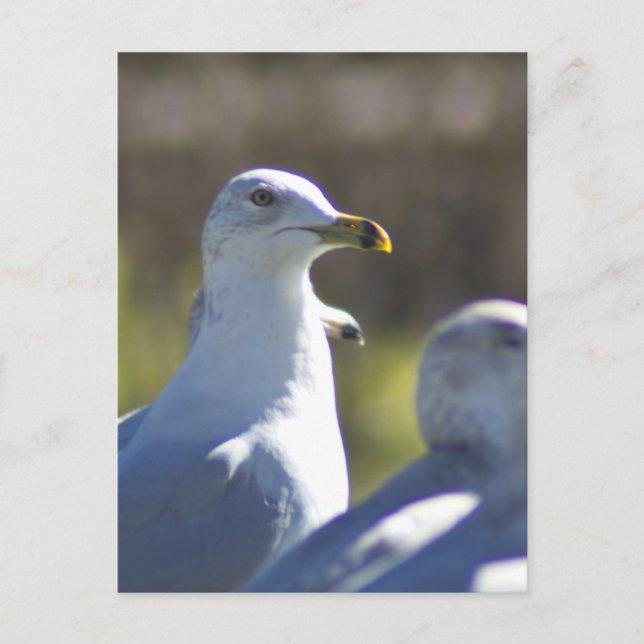 Seagull auf der Schiene Postkarte (Vorderseite)