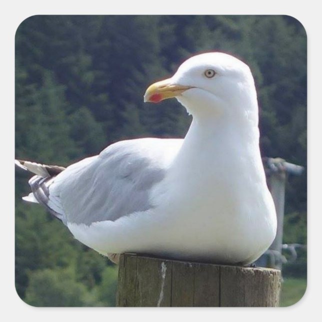Seagull auf der Zaunpost Quadratischer Aufkleber (Vorderseite)