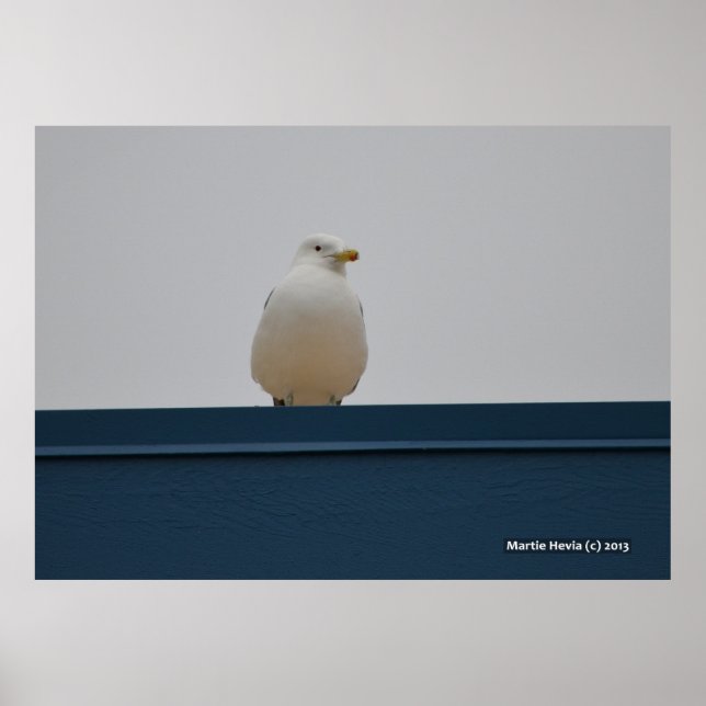 Seagull auf einem blauen Dach II Poster (Vorne)