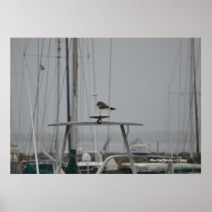 Seagull auf einem Boot Poster