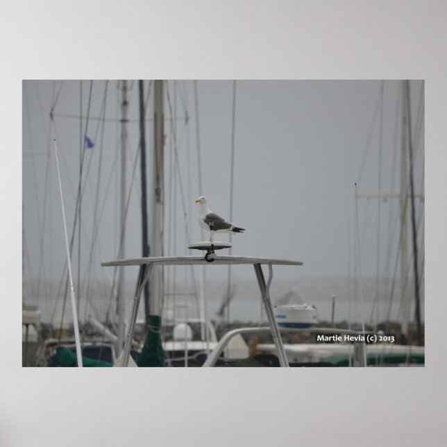 Seagull auf einem Boot Poster (Vorne)