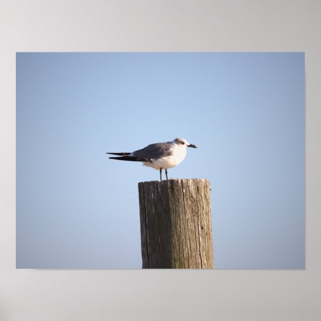 Seagull auf einem Postposter Poster (Vorne)