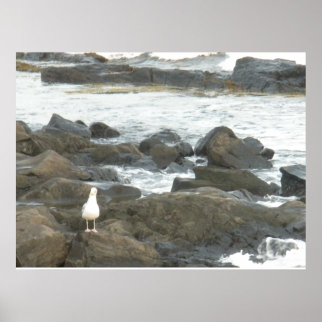 Seagull auf Felsen Poster (Vorne)