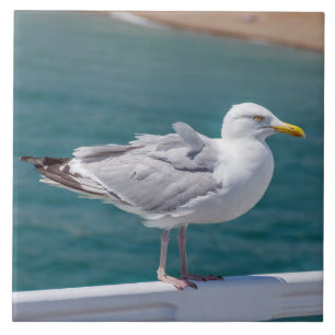 Seagull auf Geländer Blick Keramik Fliesen