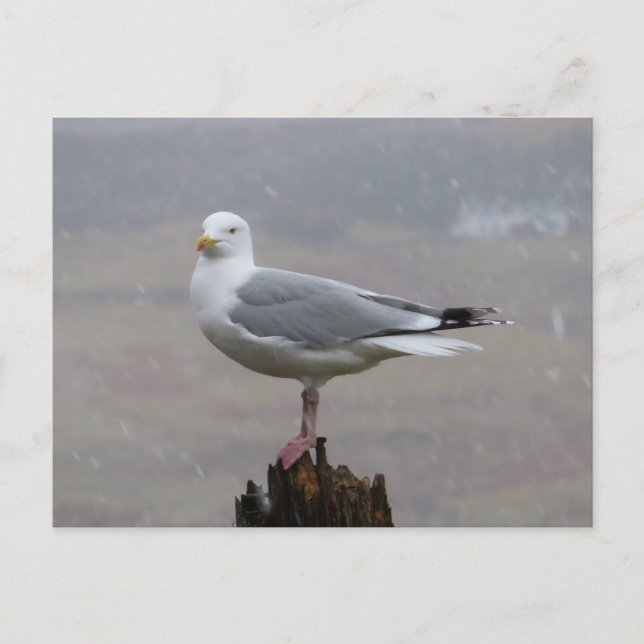 Seagull auf Post beim Schnee Feiertagspostkarte (Vorderseite)