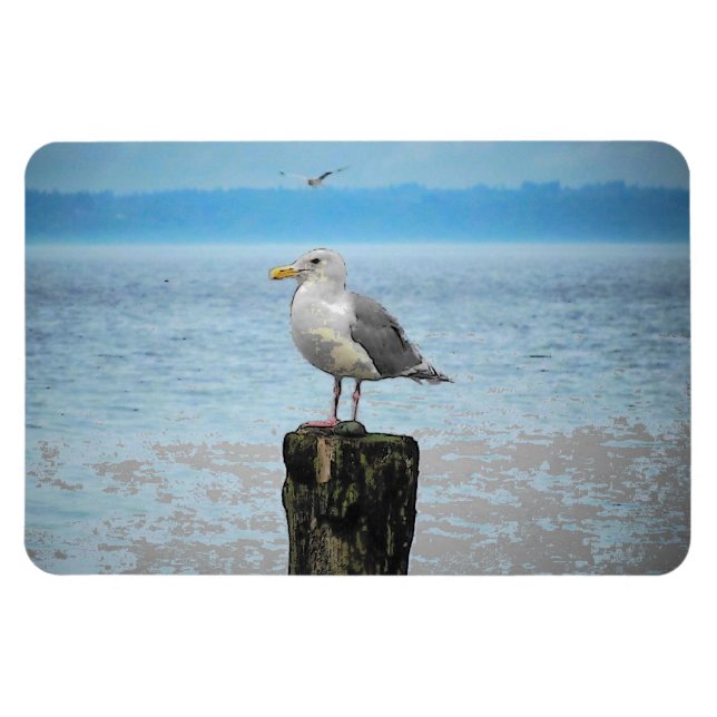 Seagull auf Puget Sound Magnet (Horizontal)