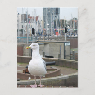 Seagull auf Ziegelmauer im Hafen Foto Postkarte