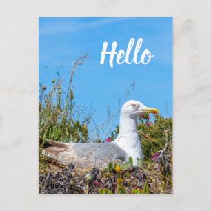 Seagull Bird Hallo Postkarte