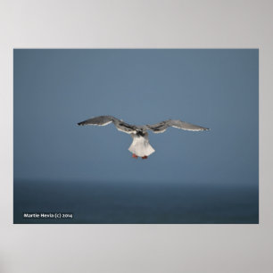 Seagull-Blätter Poster