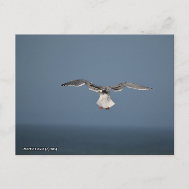 Seagull-Blätter Postkarte (Vorderseite)