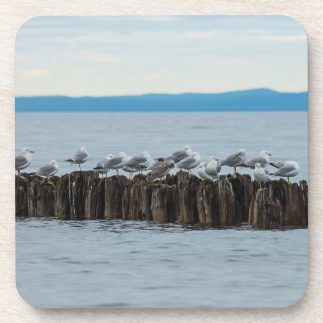 Seagull-Breaktime Untersetzer (Vorderseite)
