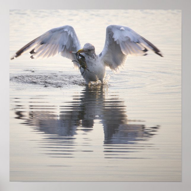 Seagull Crab Fishing Photo Poster (Vorne)