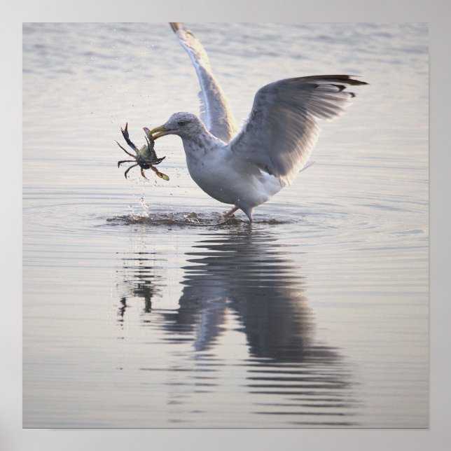 Seagull Crab Fishing Photo Poster (Vorne)