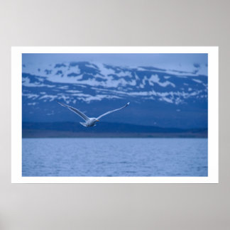 Seagull der norwegische Flug zu Freiheit Poster