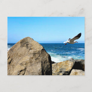 Seagull-Devices Postkarte