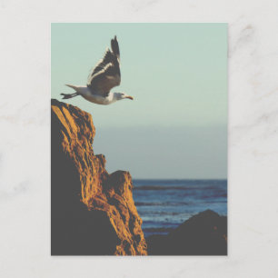 Seagull-Devices Postkarte
