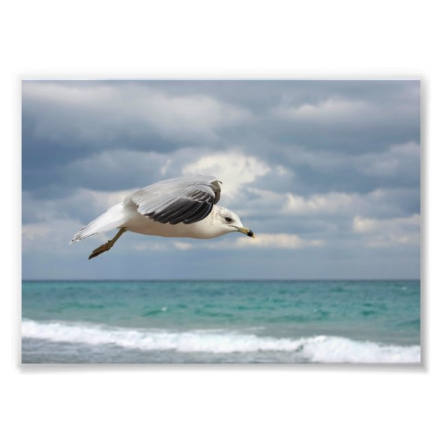 Seagull-Flug Fotodruck (Vorne)