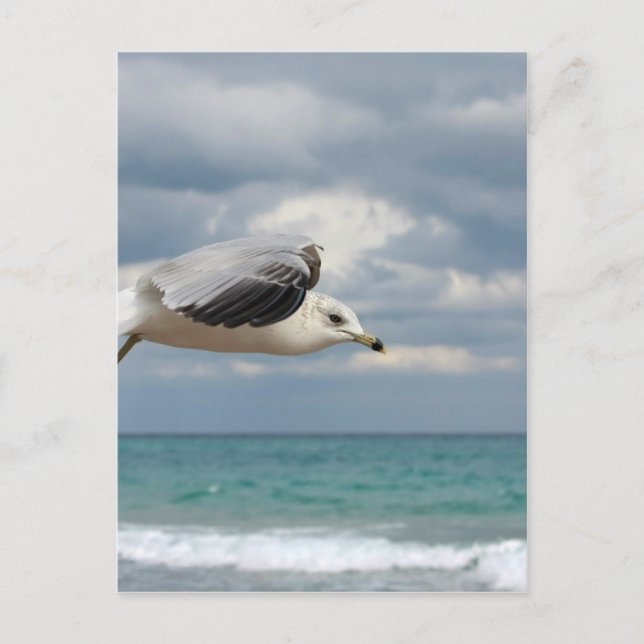 Seagull-Flug Postkarte (Vorderseite)