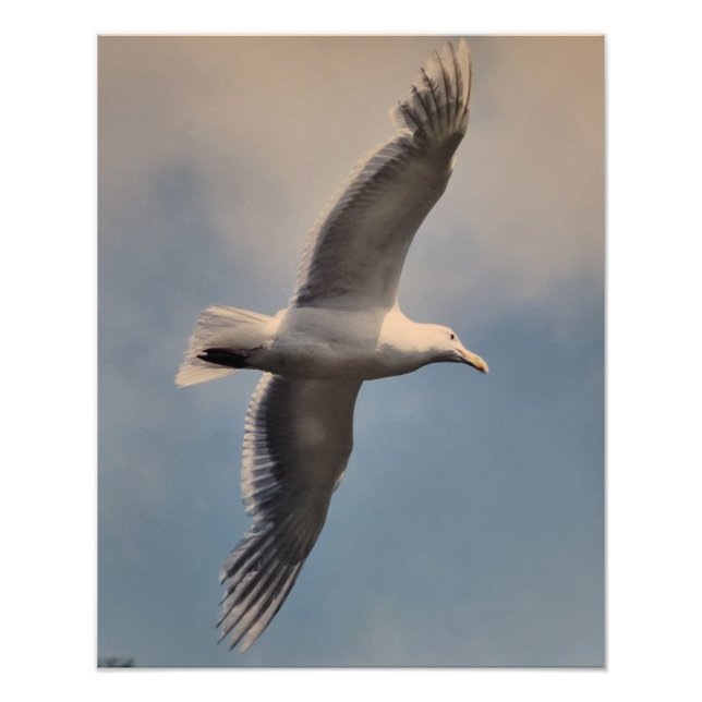 Seagull flying Photo Enlargement Fotodruck (Vorne)