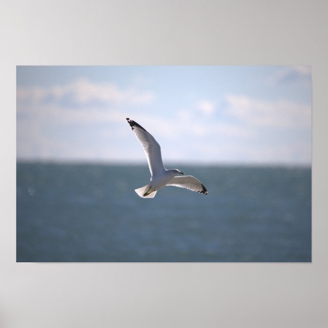 Seagull Flying Photo Poster (Vorne)
