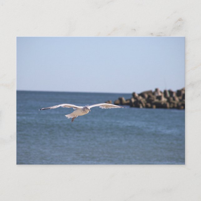 Seagull Flying Postcard Postkarte (Vorderseite)