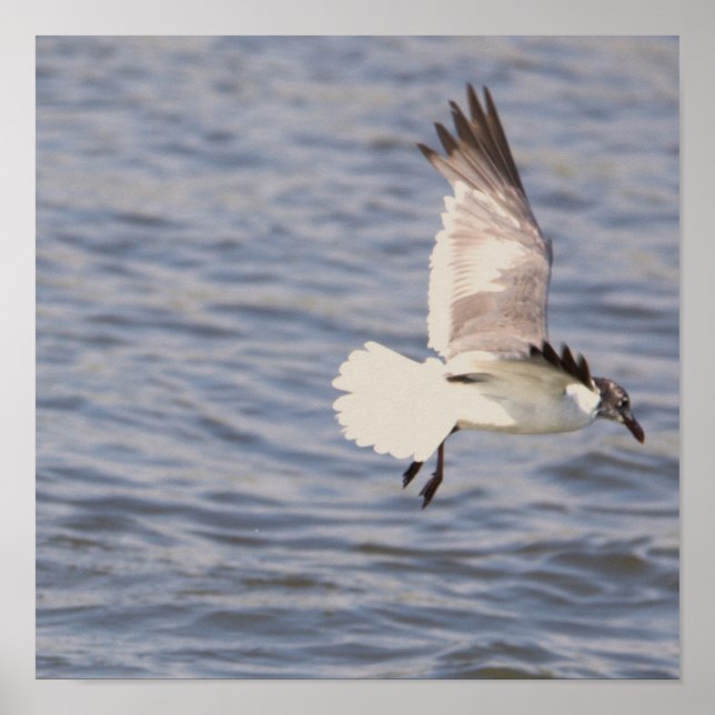 Seagull Flying Poster (Vorne)