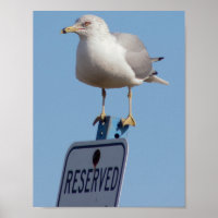 Seagull-Foto