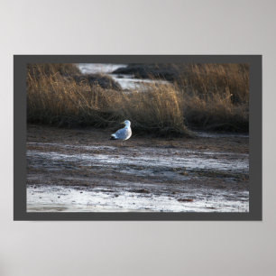 Seagull Foto Poster