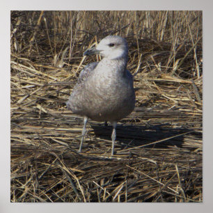 Seagull Foto Poster