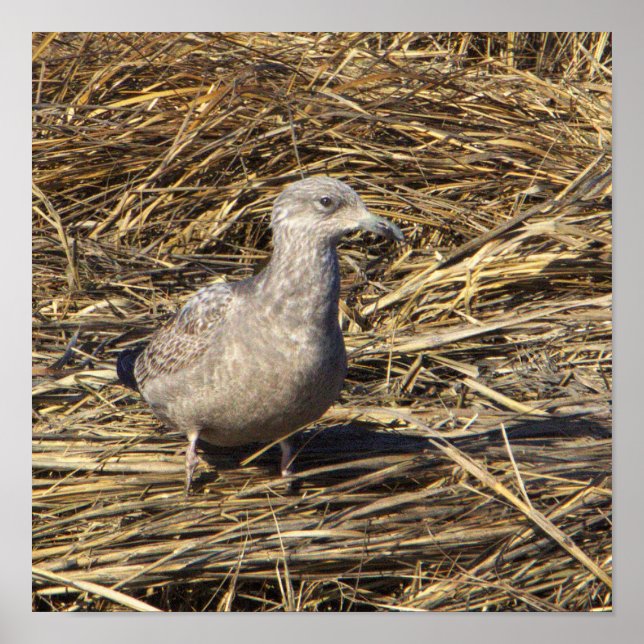 Seagull Foto Poster (Vorne)