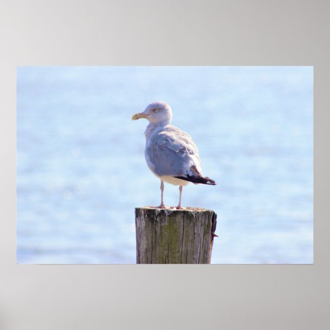 Seagull-Foto Poster (Vorne)
