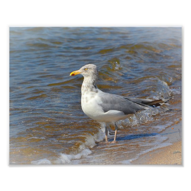 Seagull Foto Print (Vorne)