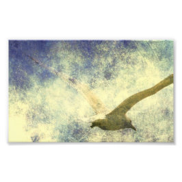 Seagull Grunge Fotodruck