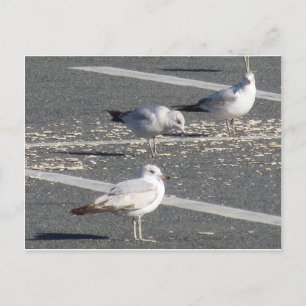 Seagull-Gruppe Postkarte