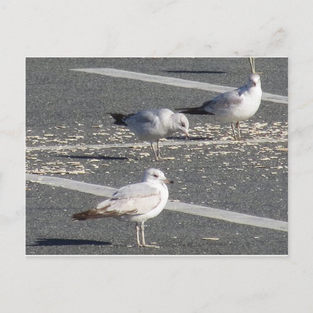 Seagull-Gruppe Postkarte (Vorderseite)