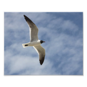 Seagull im Flug Fotodruck